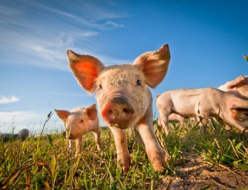 Geen voorziening voor toekomstige bedrijfsvoortzetting